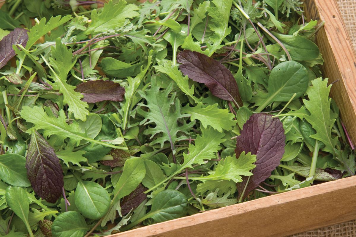 Stir-Fry Mix – Green Seed